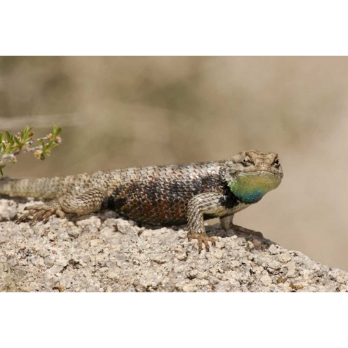 CA, Joshua Tree NPYellow-backed spiny lizard